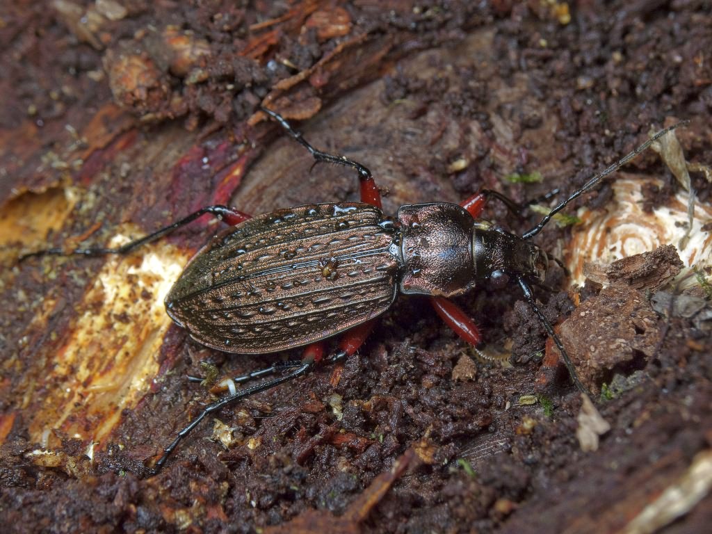 granulatus Linne, 1758